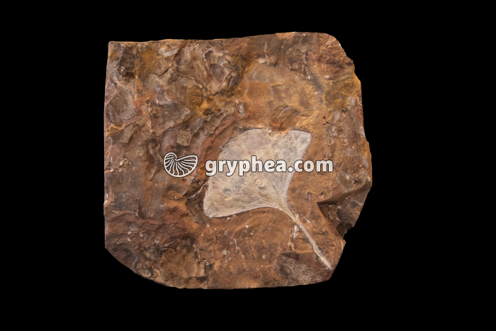 Feuille de Ginkgo fossilisée - gryphea.com